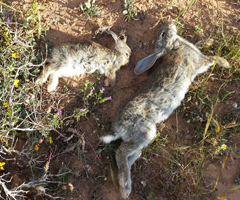 La población de conejos de Lanzarote, en peligro por una "virulenta enfermedad"